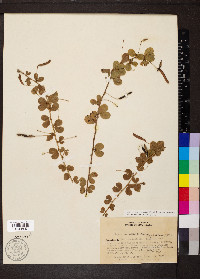 Chamaecrista rotundifolia image