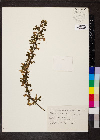 Chamaecytisus hirsutus image