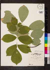 Cladrastis kentukea image