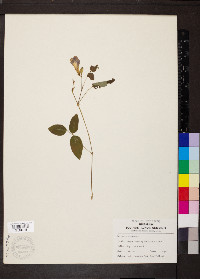 Clitoria mariana image