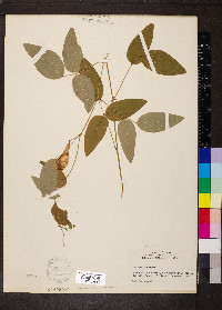 Clitoria mariana image