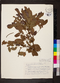 Cojoba graciliflora image