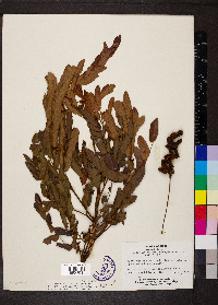 Cojoba graciliflora image