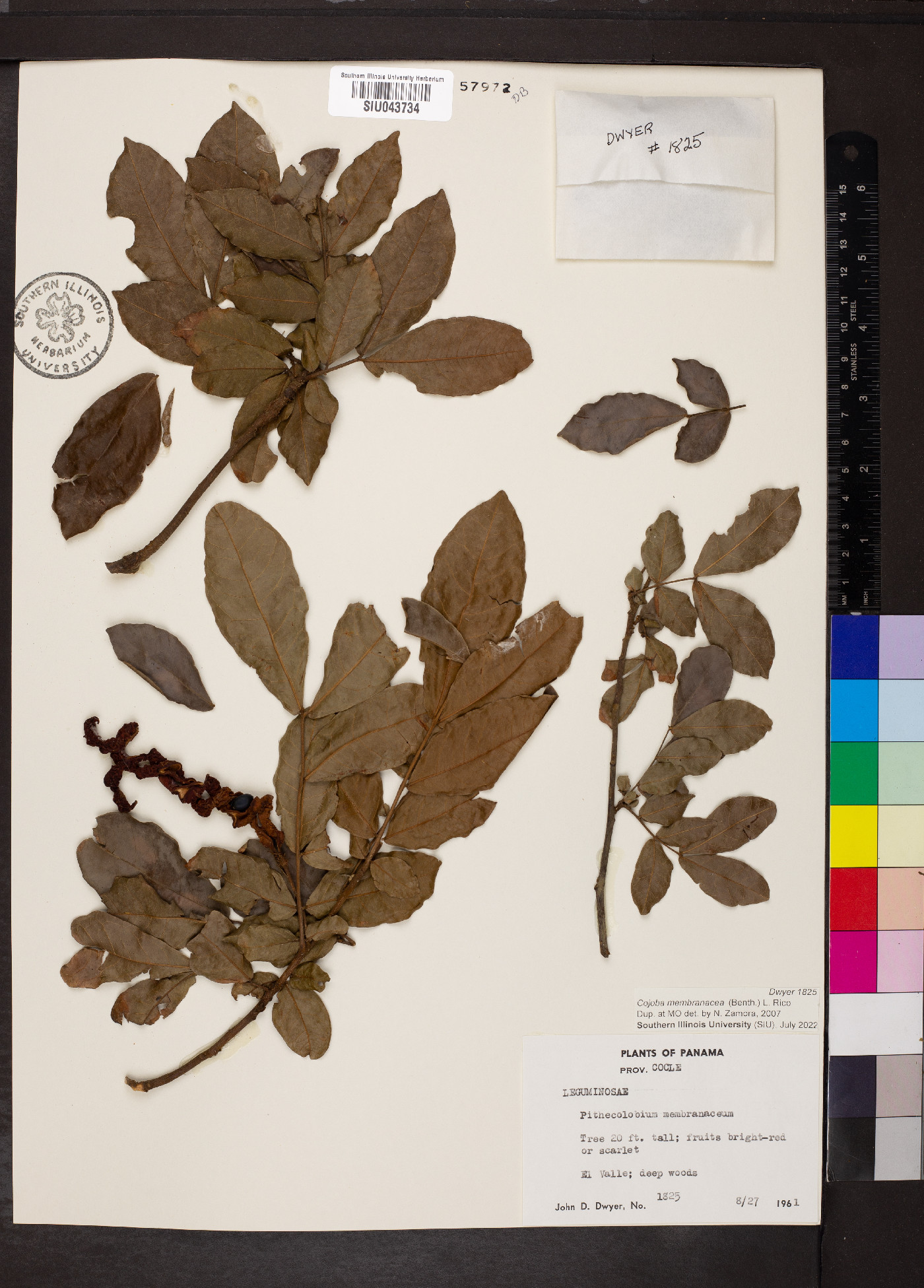 Cojoba rufescens subsp. rufescens image