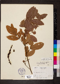 Cojoba rufescens image