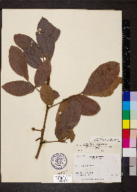 Cojoba rufescens image