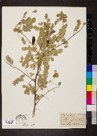 Colutea arborescens image