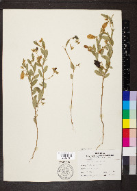 Crotalaria sagittalis image