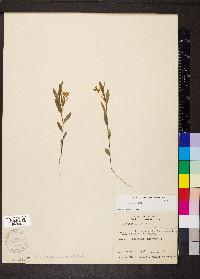 Crotalaria sagittalis image