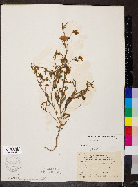 Crotalaria sagittalis image