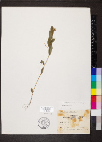 Crotalaria sagittalis image