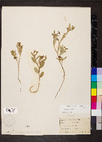 Crotalaria sagittalis image