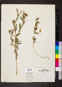 Crotalaria sagittalis image