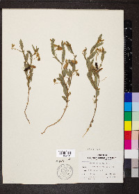 Crotalaria sagittalis image