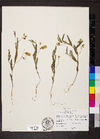 Crotalaria sagittalis image