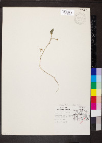 Crotalaria sagittalis image