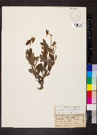 Crotalaria rotundifolia image