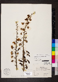 Crotalaria spectabilis image