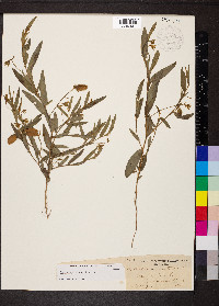 Crotalaria sagittalis image