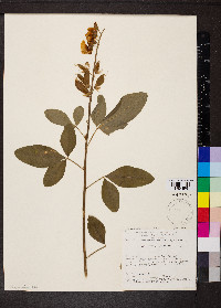 Crotalaria maypurensis image