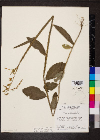 Crotalaria sagittalis image