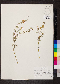 Crotalaria pumila image