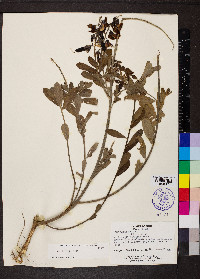 Crotalaria retusa image