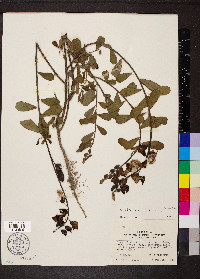 Crotalaria retusa image