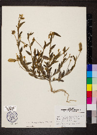 Crotalaria sagittalis image