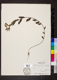 Crotalaria sagittalis image