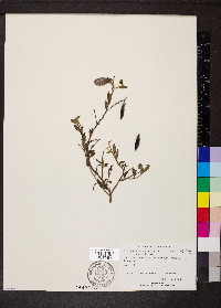 Crotalaria sagittalis image
