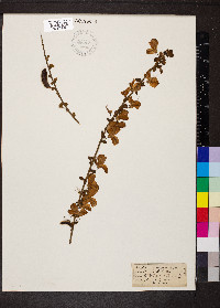 Cytisus scoparius image