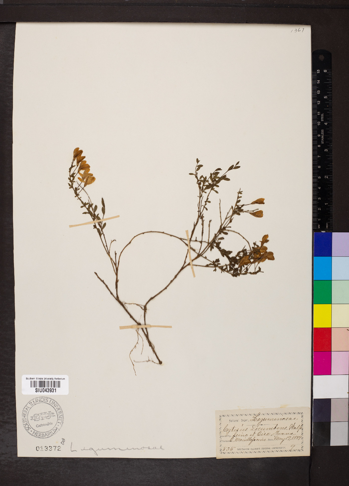 Cytisus decumbens image