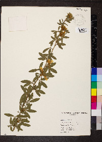 Cytisus proliferus image