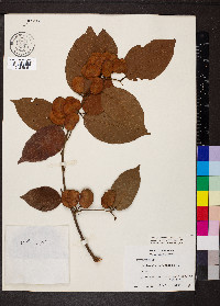 Dalbergia ecastaphyllum image