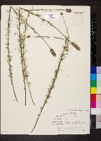 Dalea purpurea image