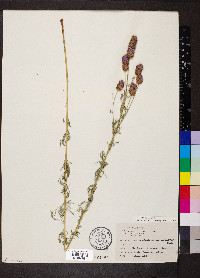 Dalea purpurea image