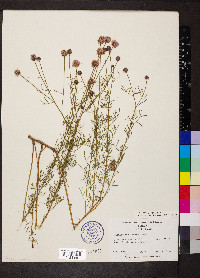 Dalea feayi image