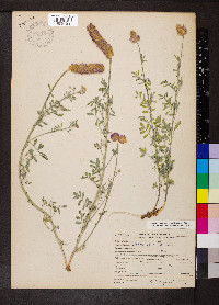 Dalea ornata image