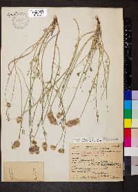 Dalea ornata image