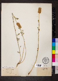 Dalea ornata image