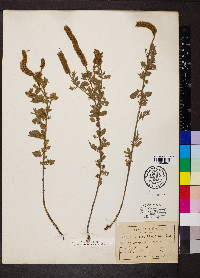 Dalea villosa image