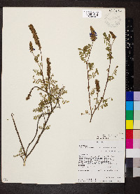 Dalea coerulea image