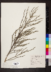 Daviesia brevifolia image