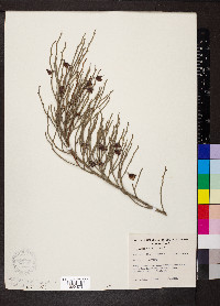 Image of Daviesia brevifolia