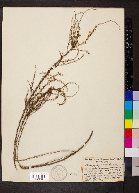 Image of Daviesia squarrosa