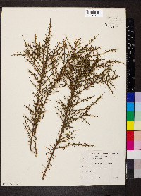 Daviesia ulicifolia image