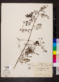 Desmanthus illinoensis image