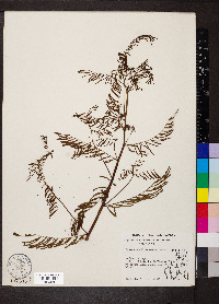 Desmanthus illinoensis image