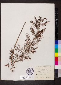 Desmanthus illinoensis image